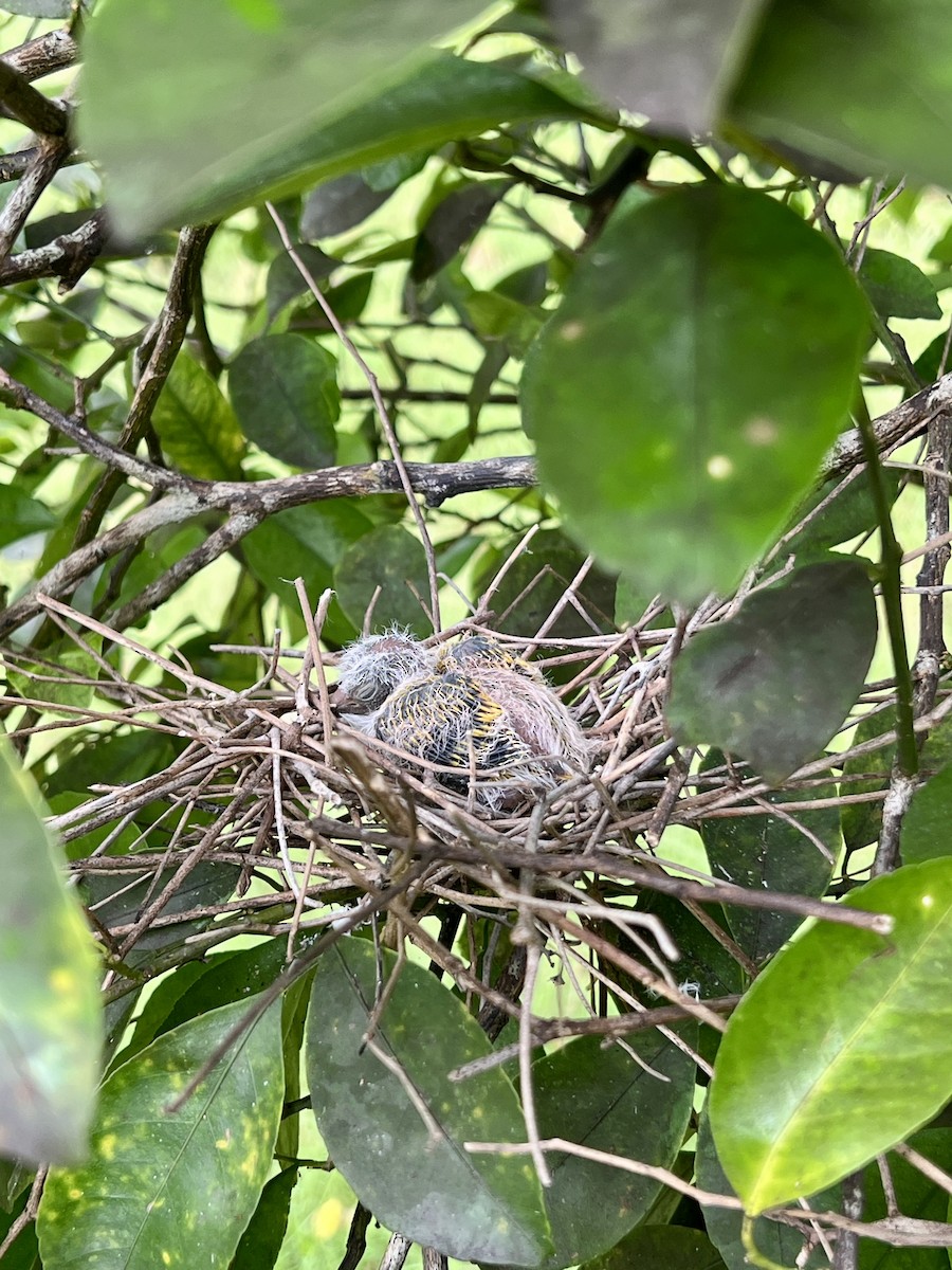 holub růžovohlavý - ML639547986