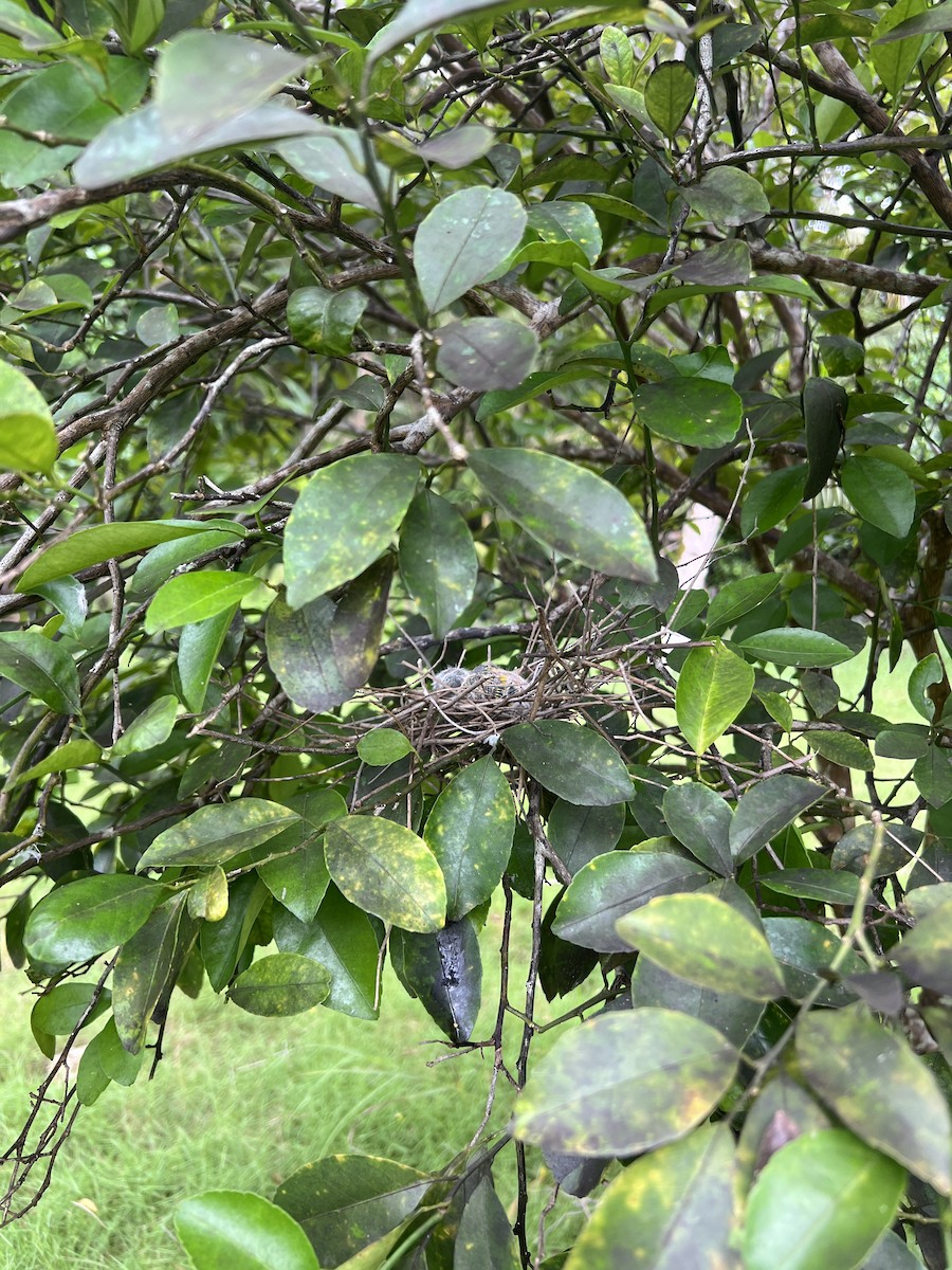 holub růžovohlavý - ML639547987