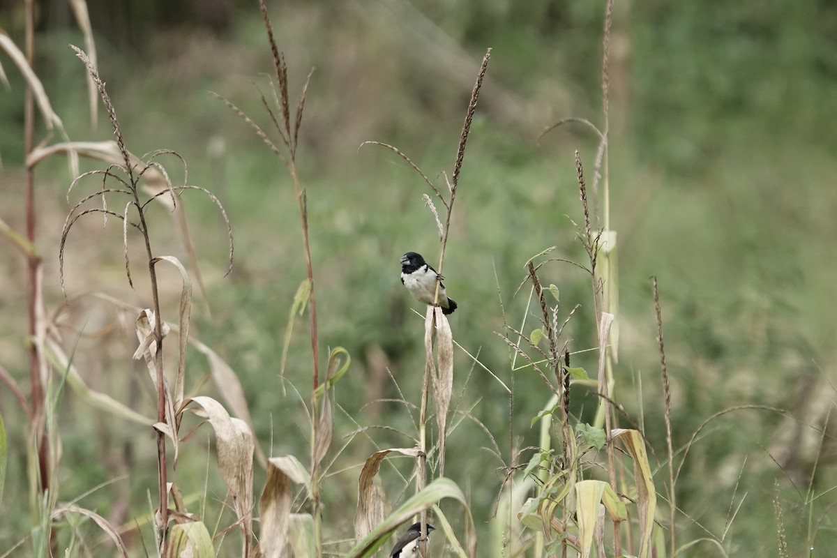 Magpie Mannikin - ML639547989
