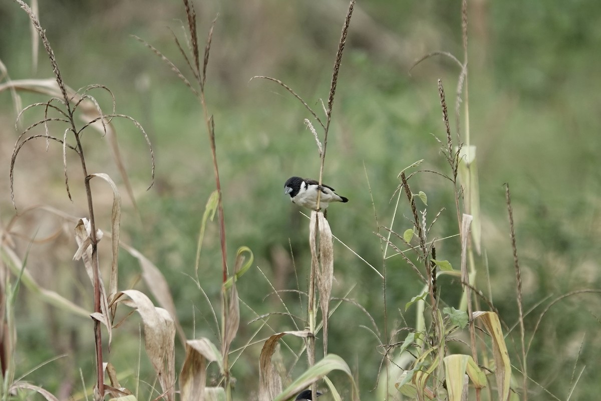 Magpie Mannikin - ML639547991