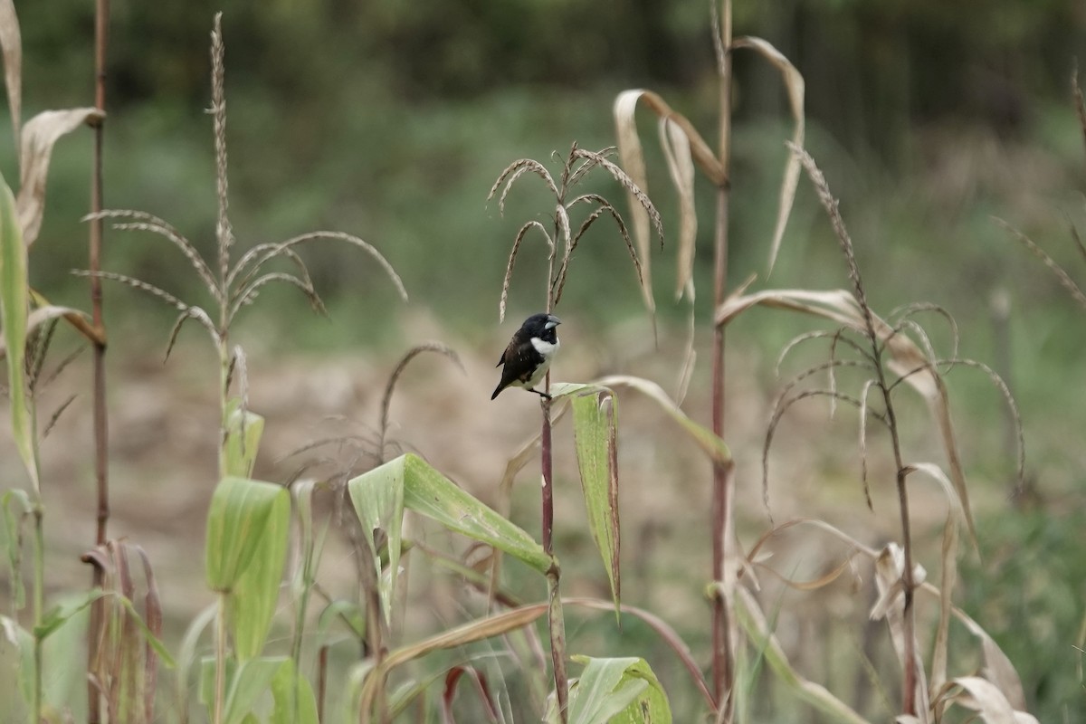Magpie Mannikin - ML639547994