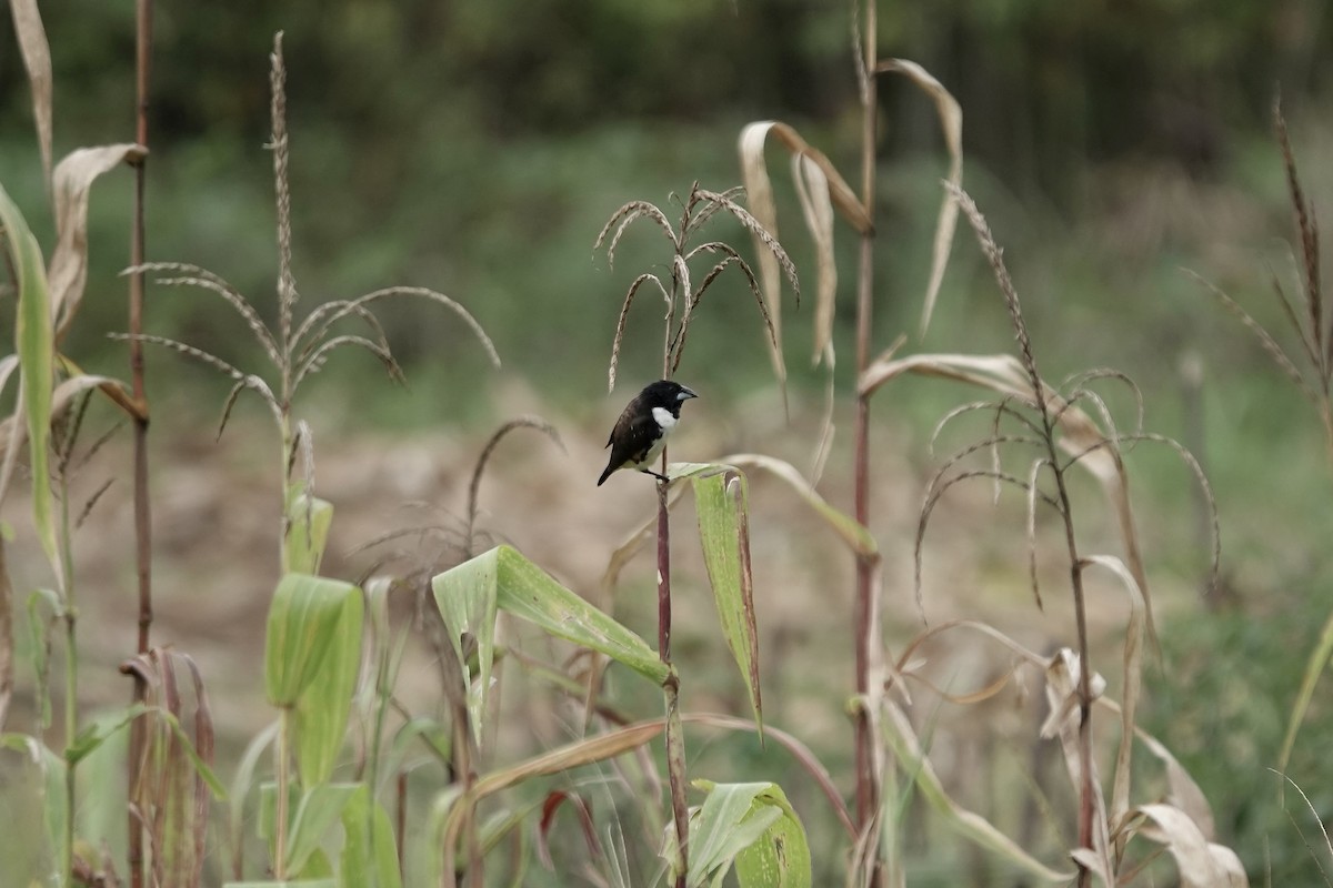 Magpie Mannikin - ML639547996