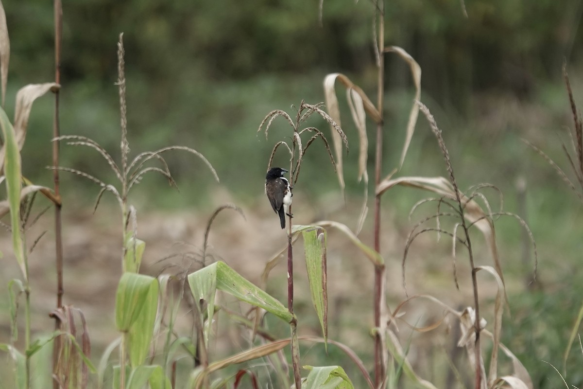 Magpie Mannikin - ML639547997