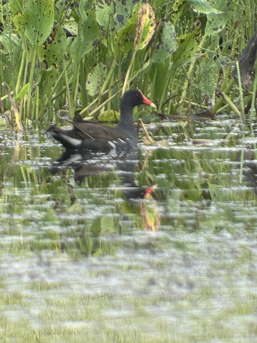 Common Gallinule - ML639548060