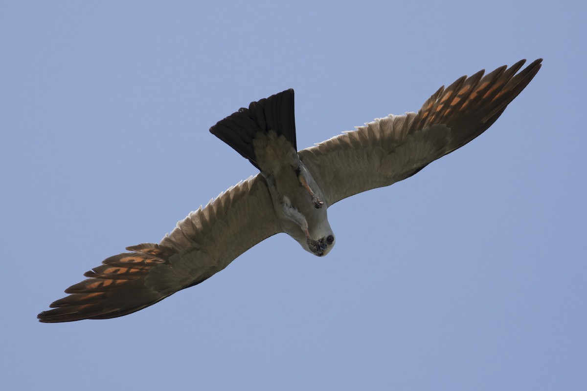 Mississippi Kite - ML63954811