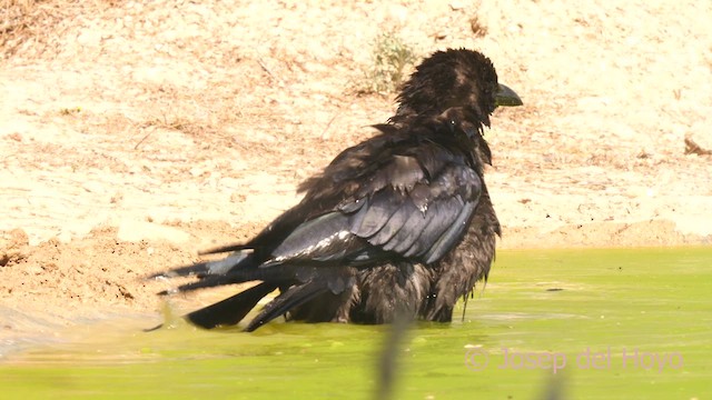 Хар хэрээ - ML639548119