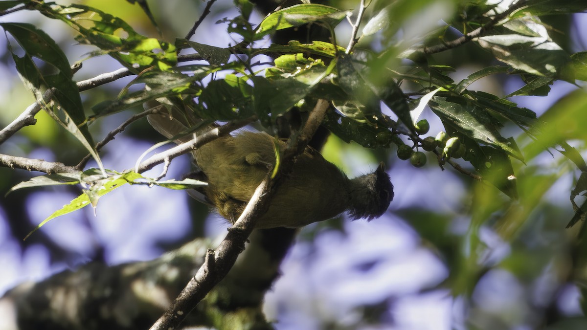 Shelley's Greenbul (Kakamega) - ML639548278