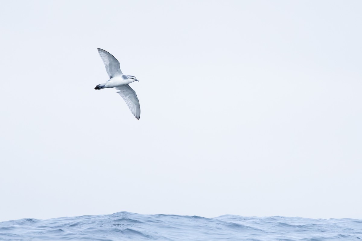 Slender-billed Prion - ML639548327