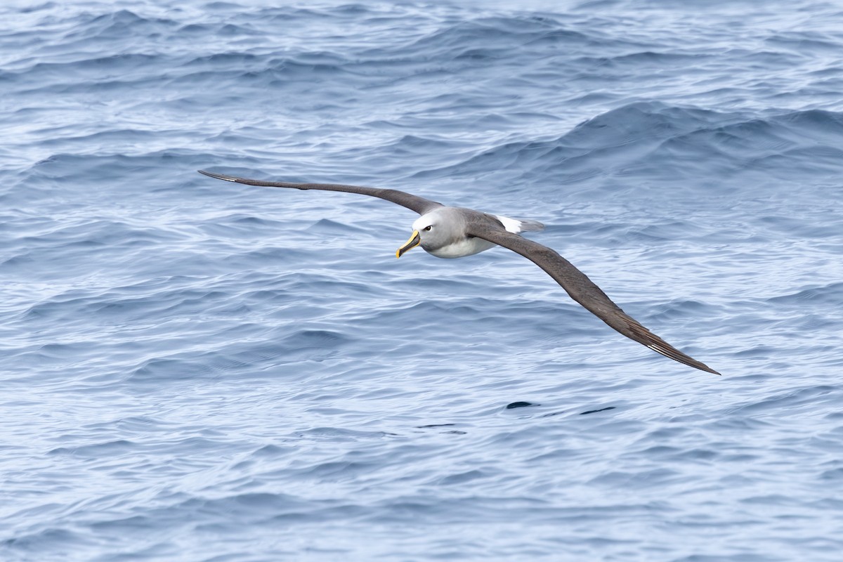 Buller's Albatross - ML639548385