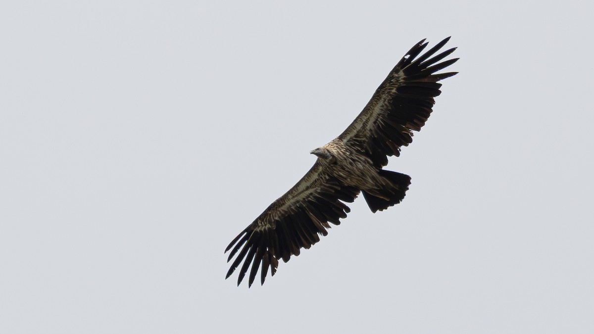 Himalayan Griffon - ML639548463