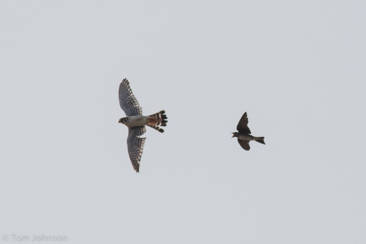 American Kestrel - ML63954851