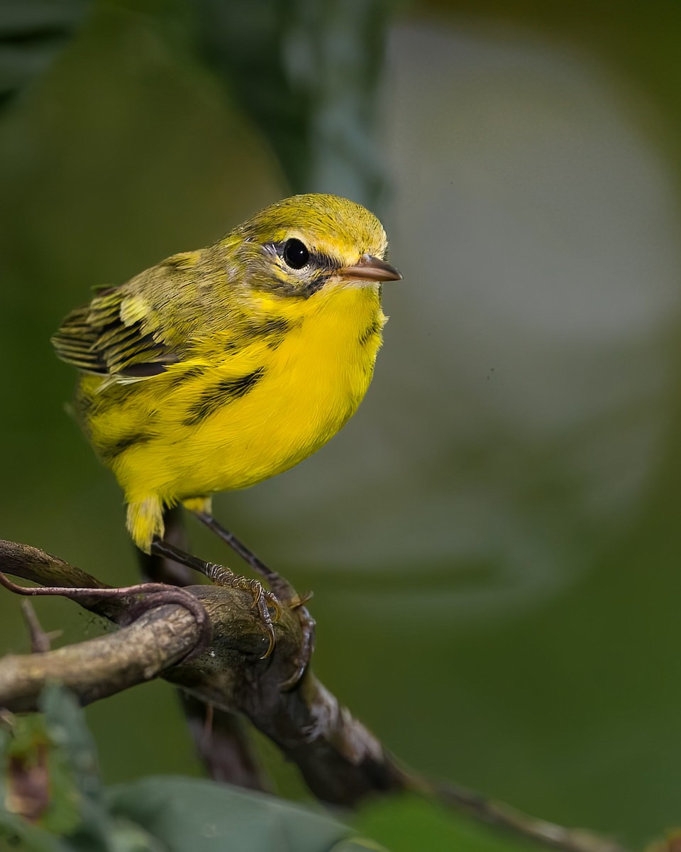 Prairie Warbler - ML639548576