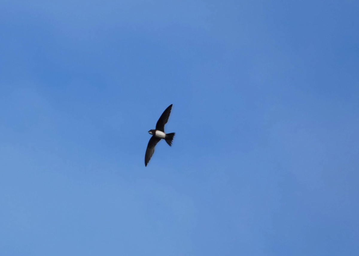 Alpine Swift - ML639548633