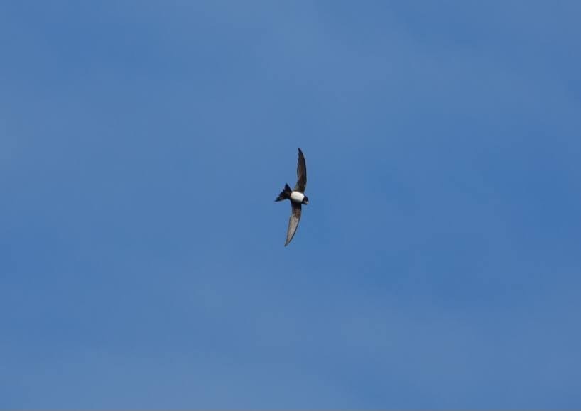 Alpine Swift - ML639548634