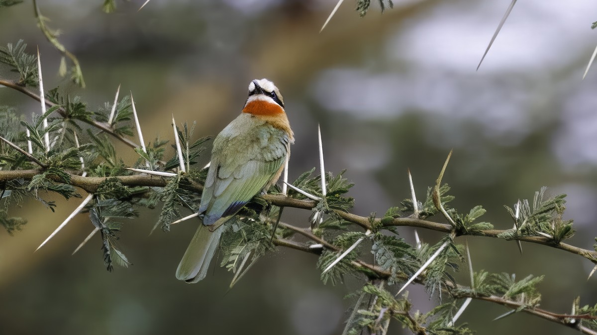 White-fronted Bee-eater - ML639548646