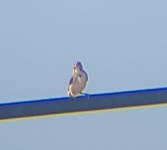 גיבתונית לבנת-גבה - ML639548758