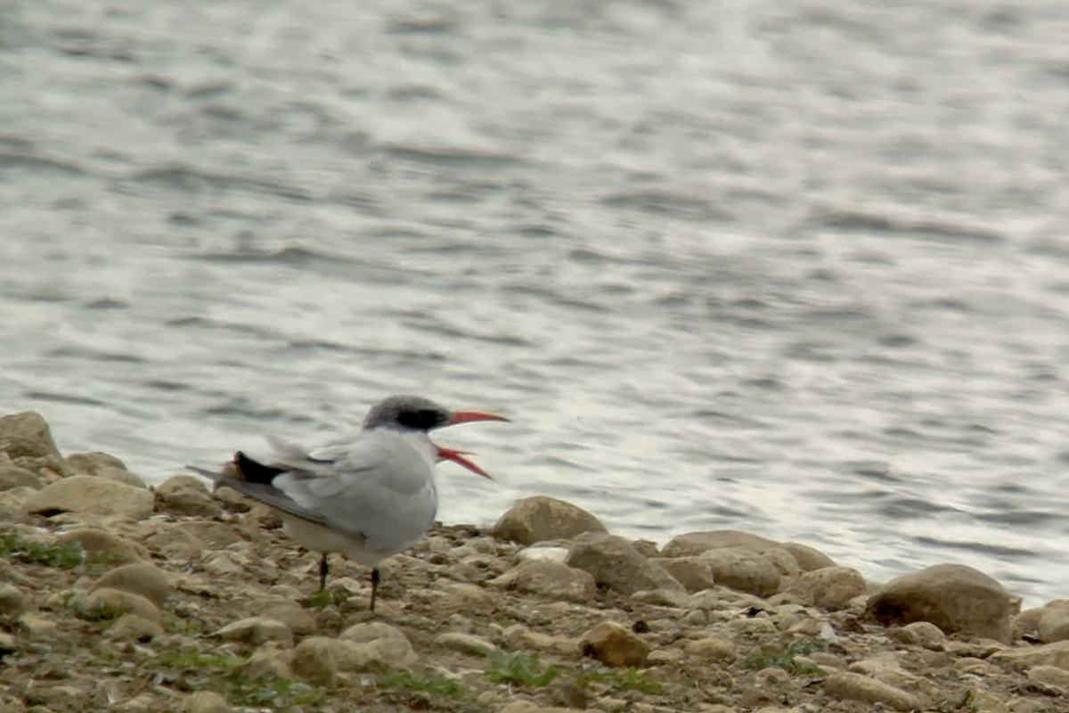 Морин хараалай - ML639548826