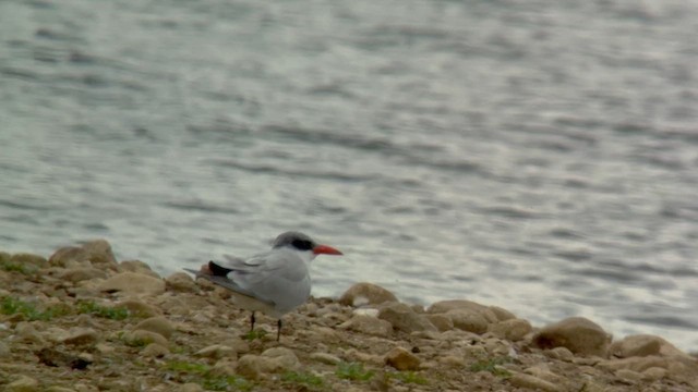 Caspian Tern - ML639548830