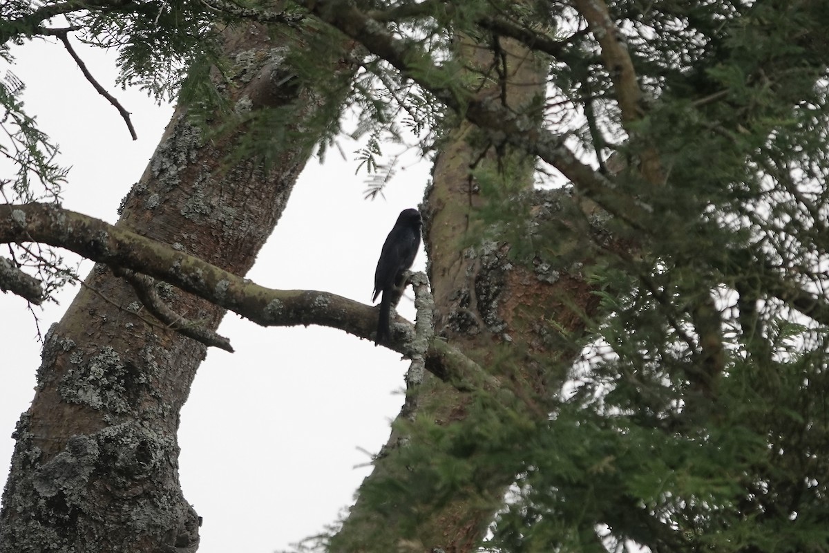 Fork-tailed Drongo (Glossy-backed) - ML639548871