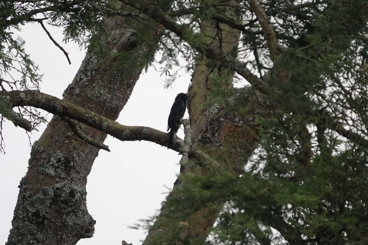 Fork-tailed Drongo (Glossy-backed) - ML639548872