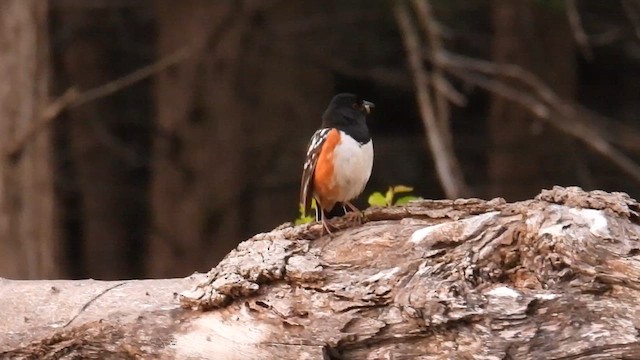 Spotted Towhee - ML639548905