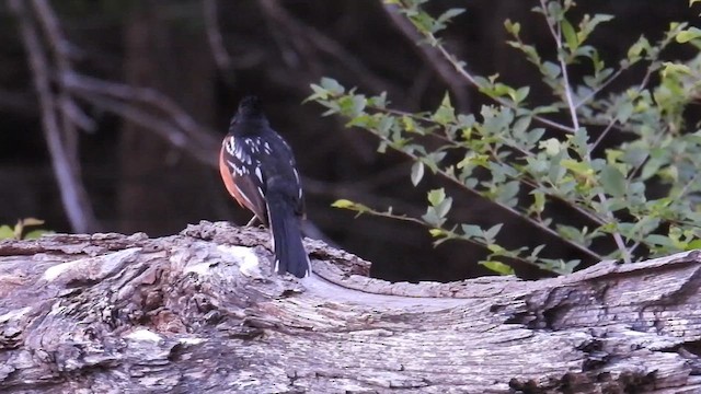 Spotted Towhee - ML639548945