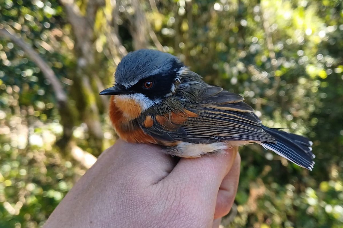 Cape Batis (Gray-mantled) - ML639548952