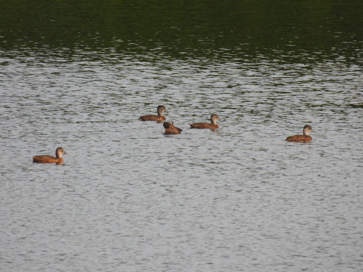 Ring-necked Duck - ML639548987