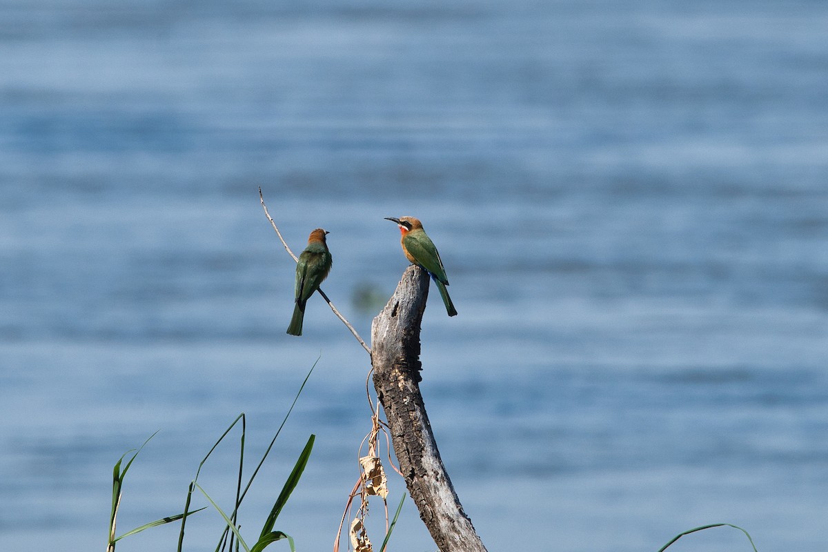 White-fronted Bee-eater - ML639548988
