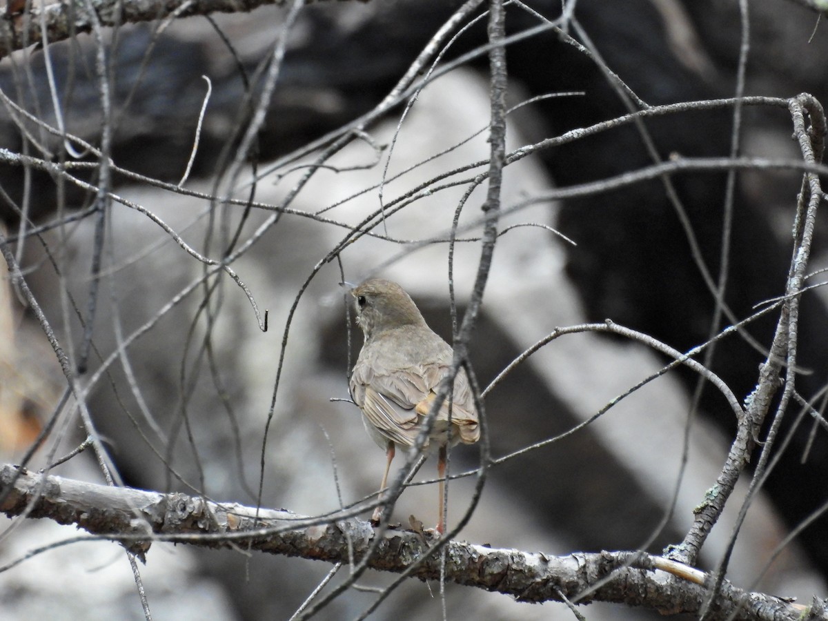 Catharus sp. - ML639549001