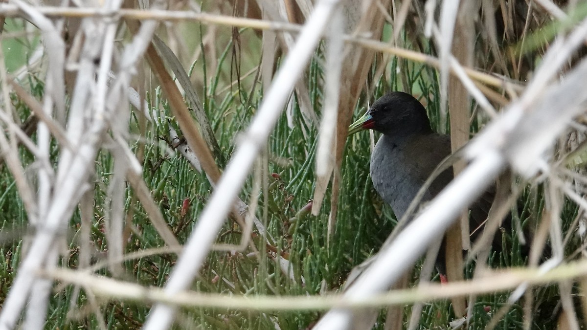 Plumbeous Rail - ML639549087