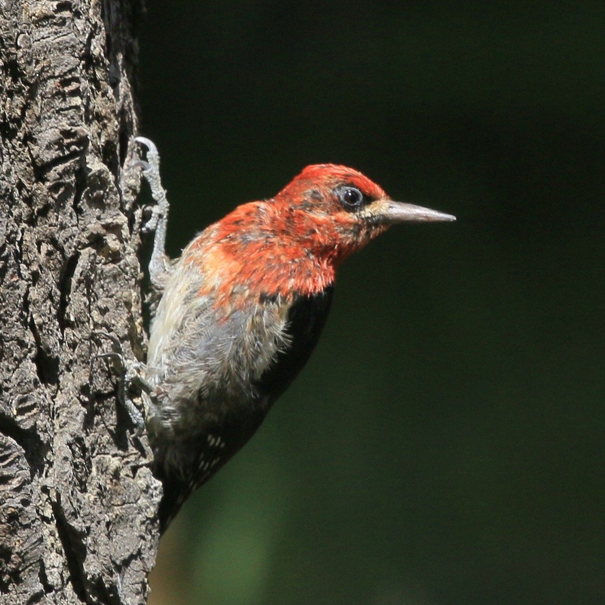 Red-breasted Sapsucker - ML639549088