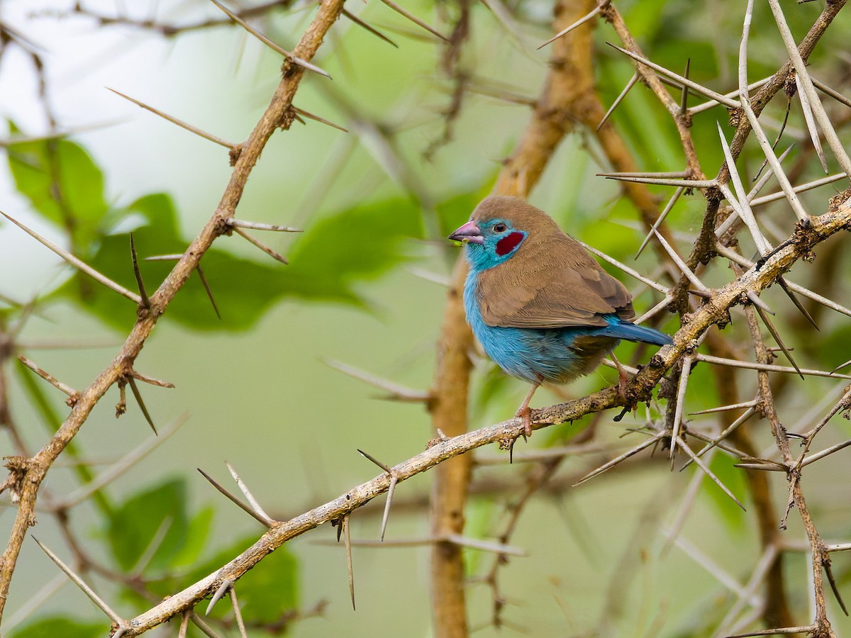 Red-cheeked Cordonbleu - ML639549089