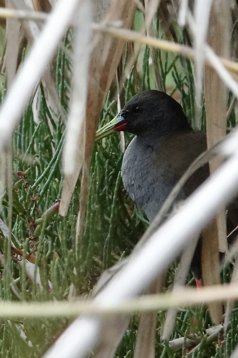 Plumbeous Rail - ML639549090