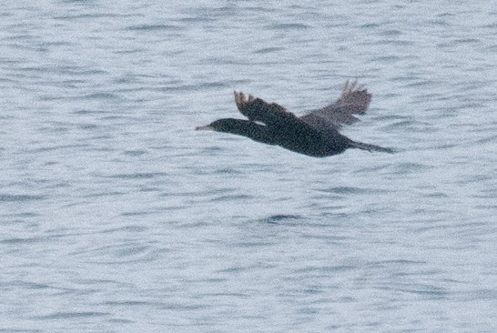 Neotropic Cormorant - ML639549094