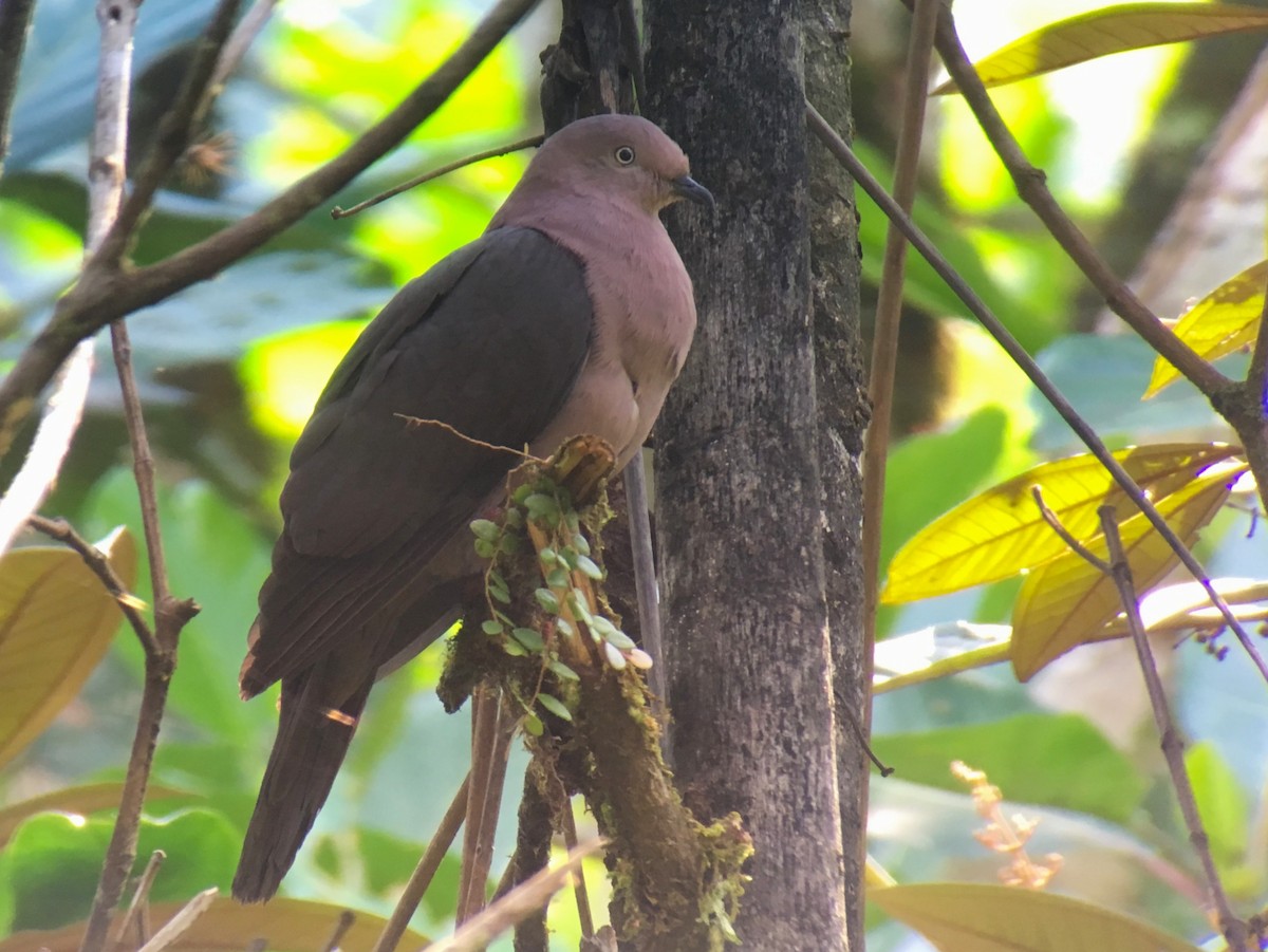 Plumbeous Pigeon - ML639549095