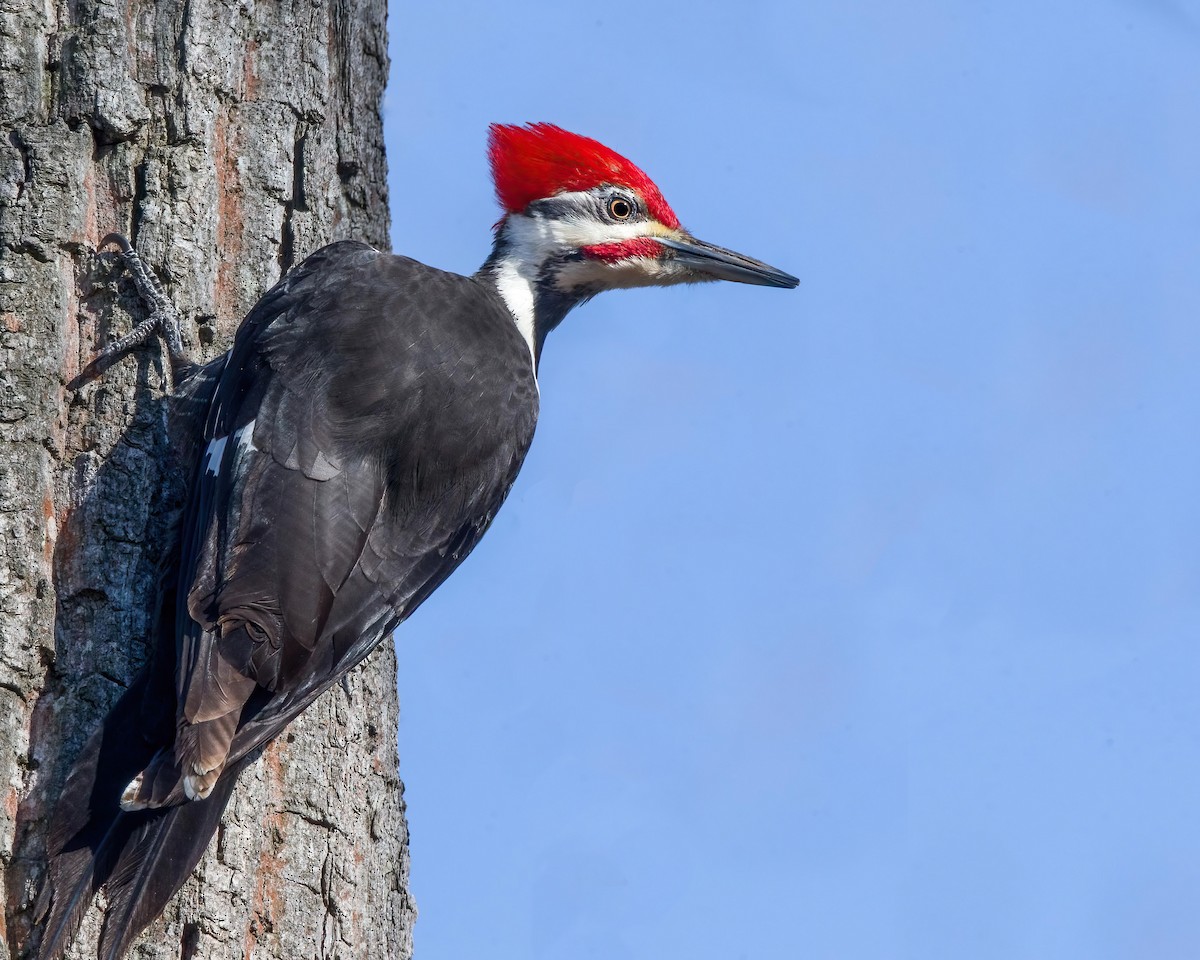 Pileated Woodpecker - ML639549096