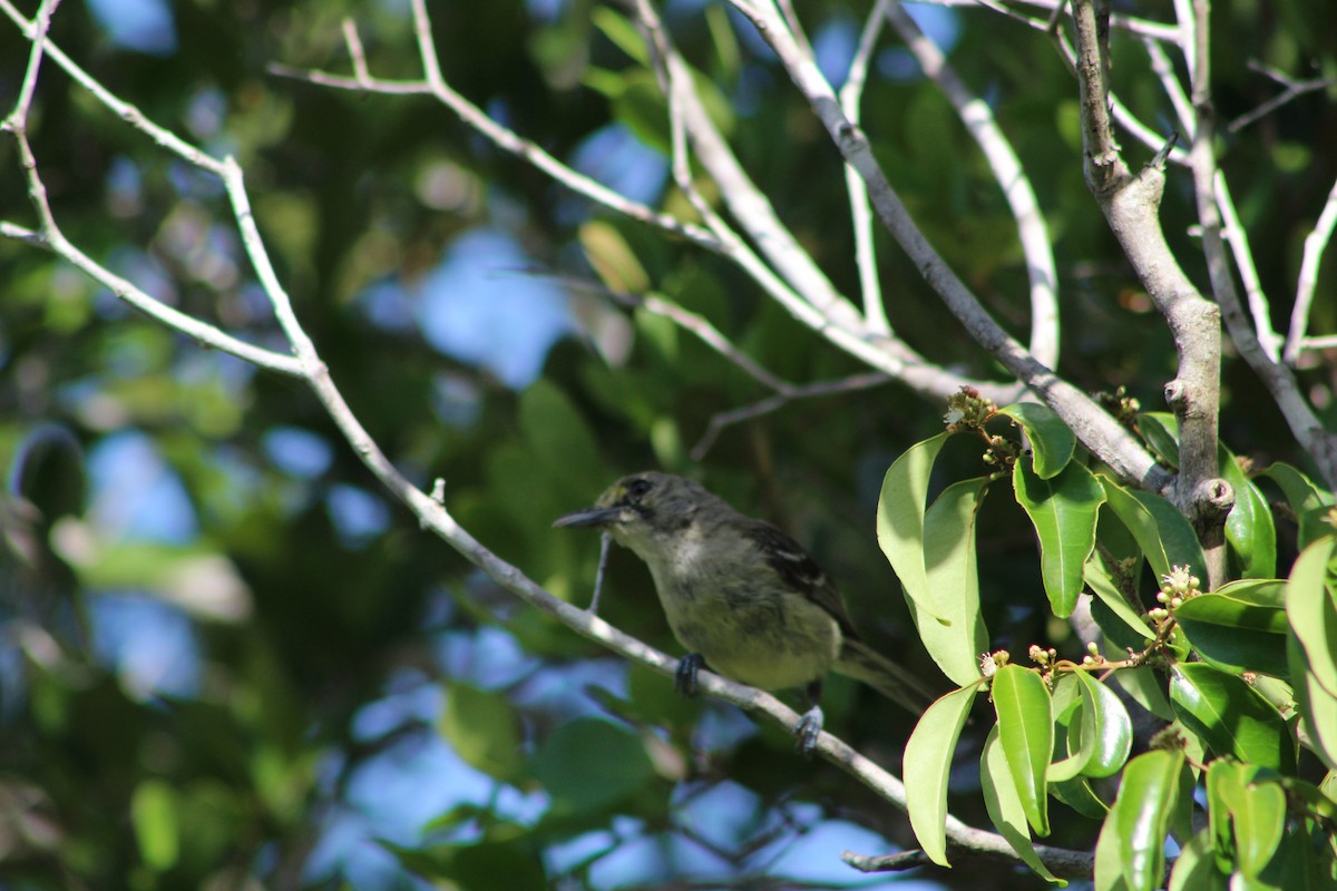Thick-billed Vireo - ML639549102