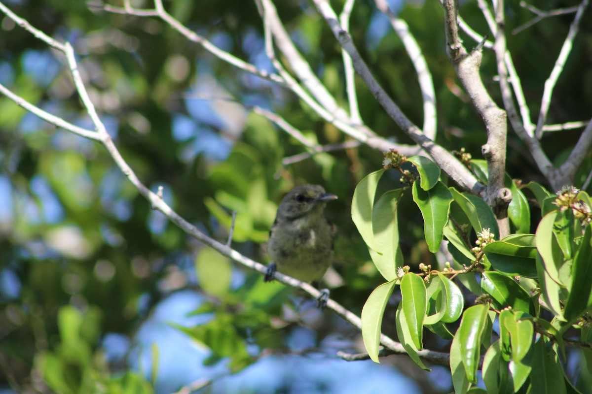 Thick-billed Vireo - ML639549103