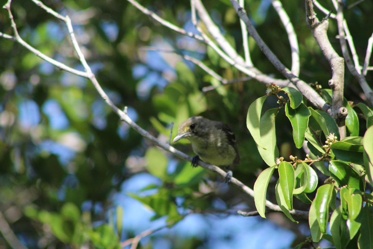 Thick-billed Vireo - ML639549104