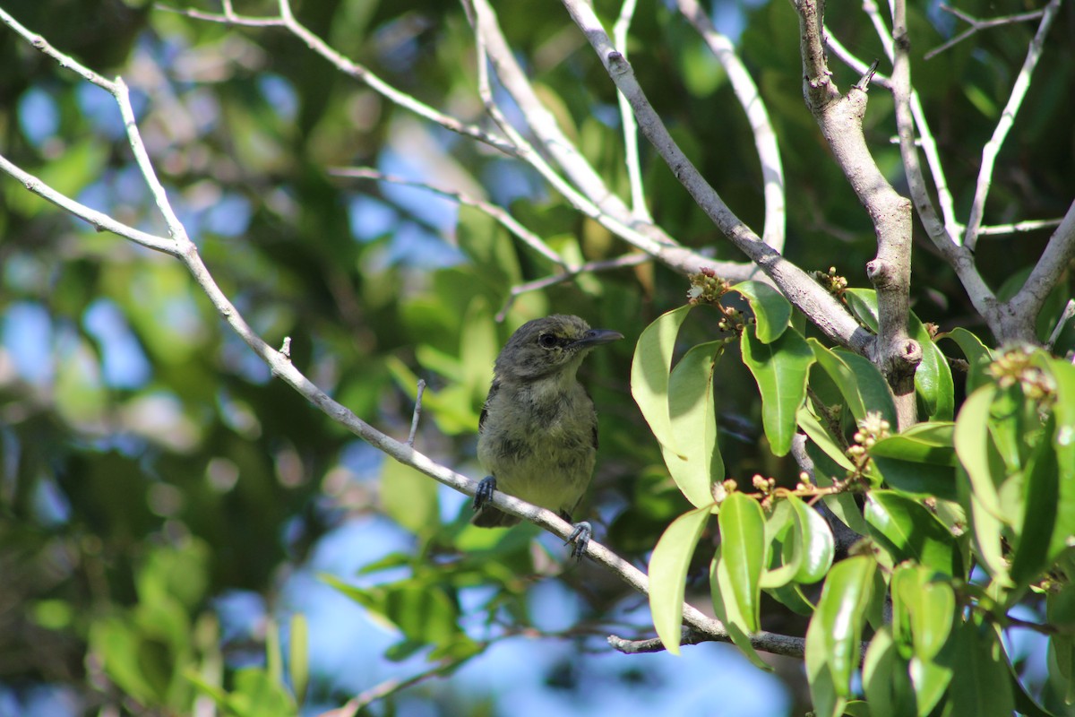 Thick-billed Vireo - ML639549105