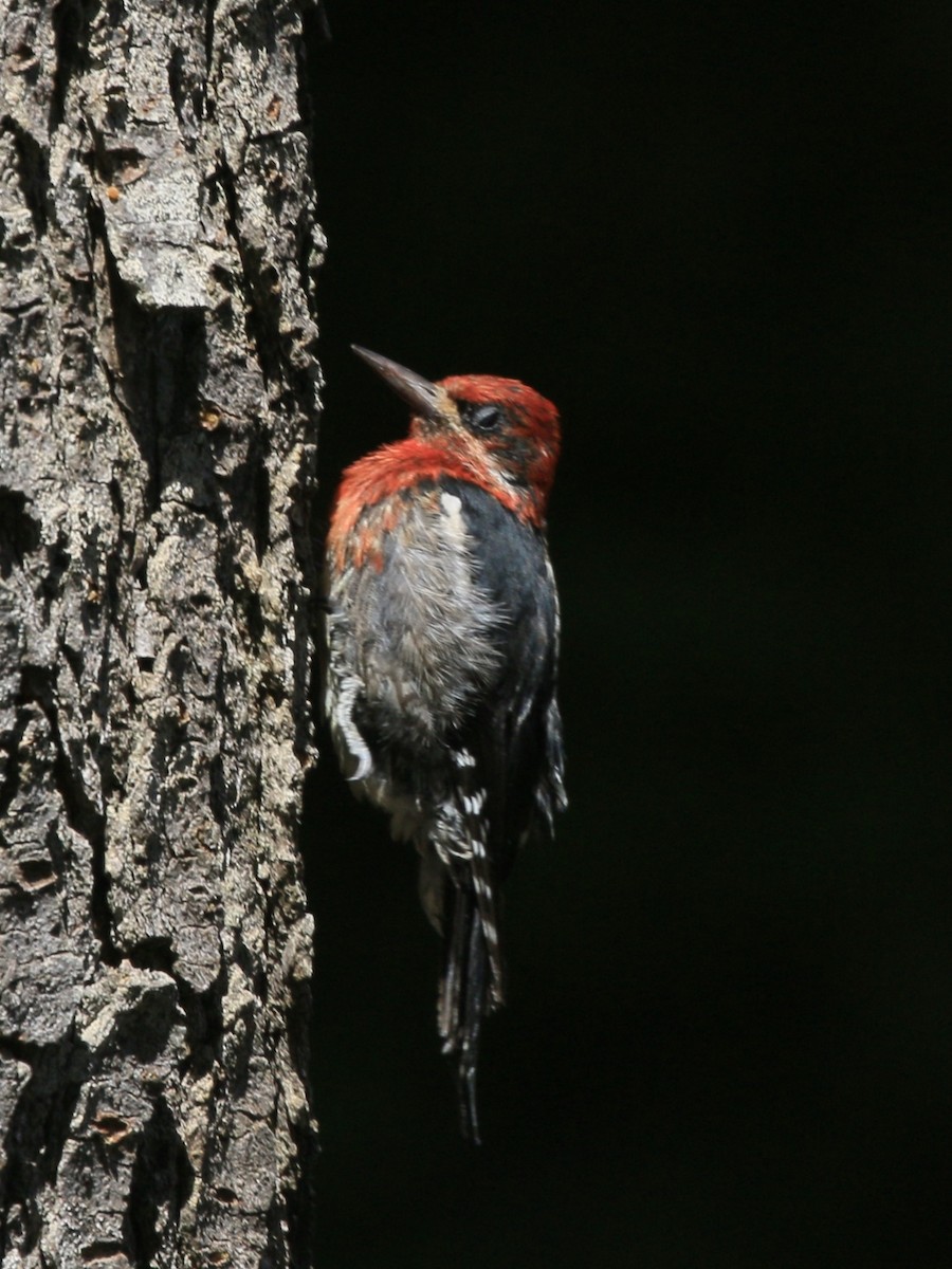 Red-breasted Sapsucker - ML639549113