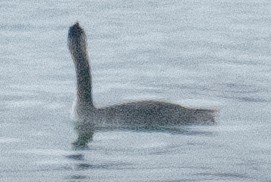Great Grebe - ML639549114