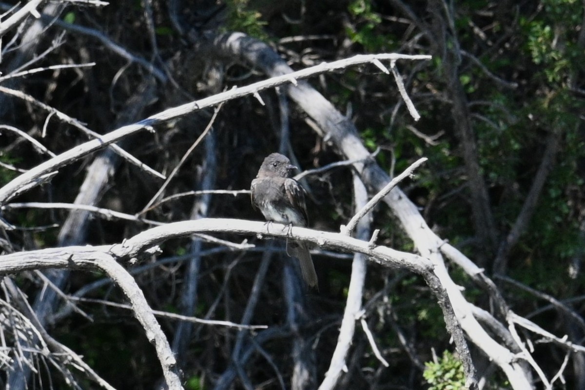 Black Phoebe - ML639549125