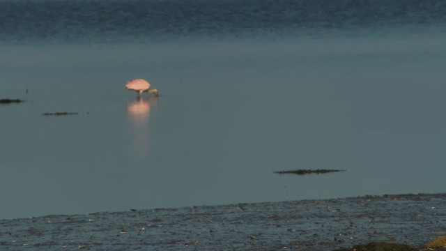 Roseate Spoonbill - ML639549202