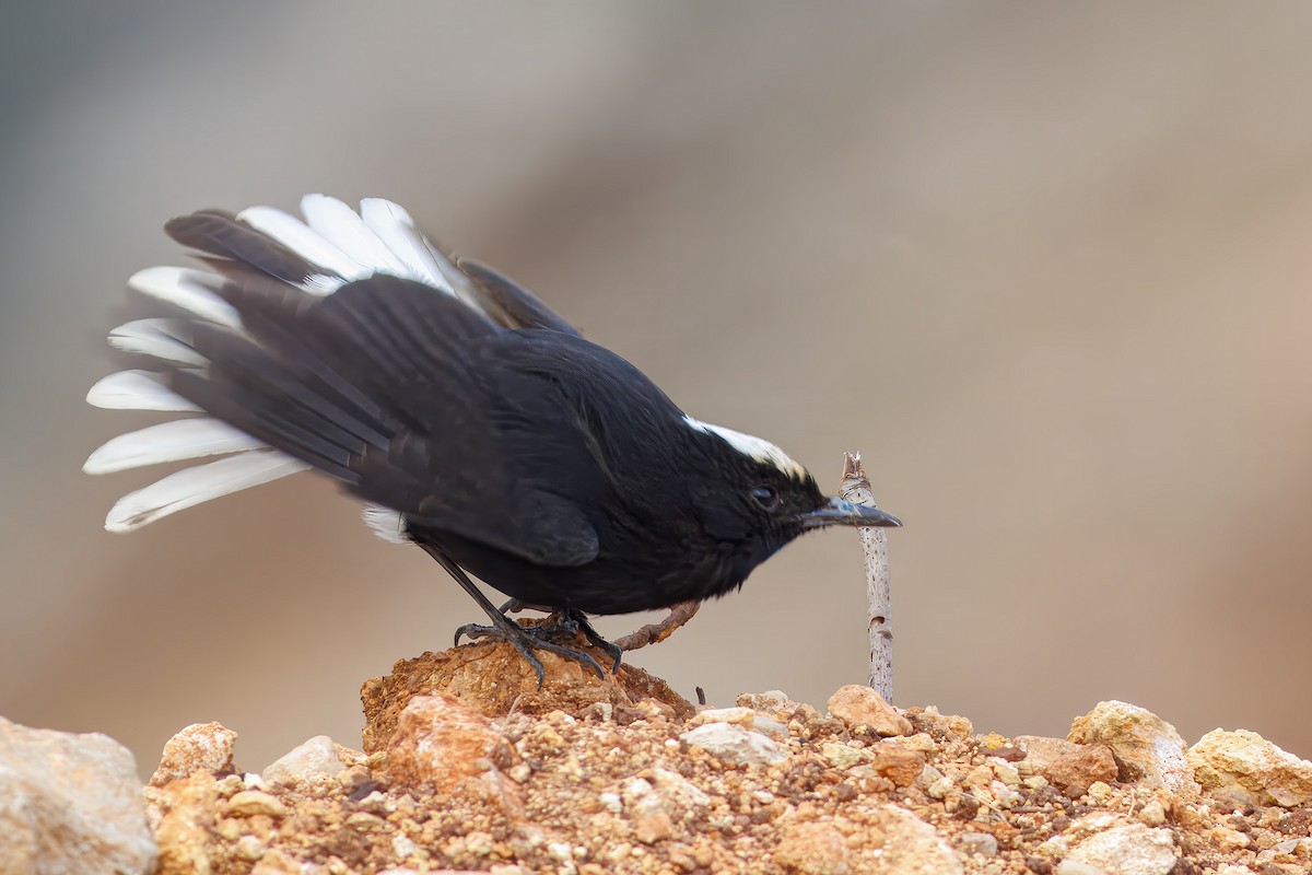 White-crowned Wheatear - ML639549279