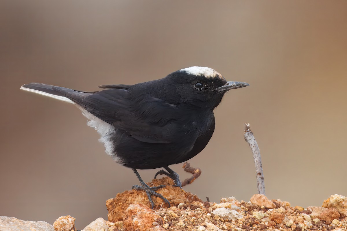 White-crowned Wheatear - ML639549280