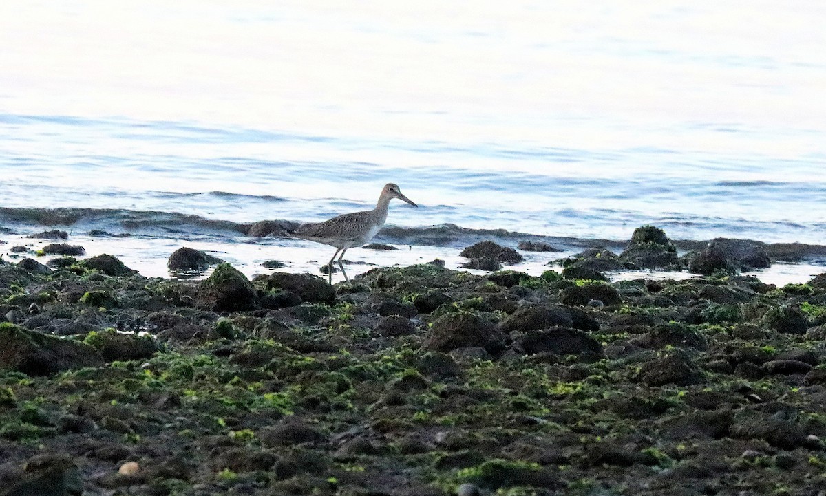 Willet - ML639549317