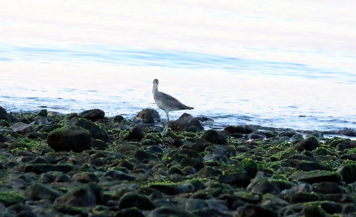 Willet - ML639549326