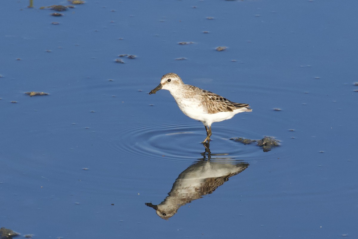 Semipalmated Sandpiper - ML639549332
